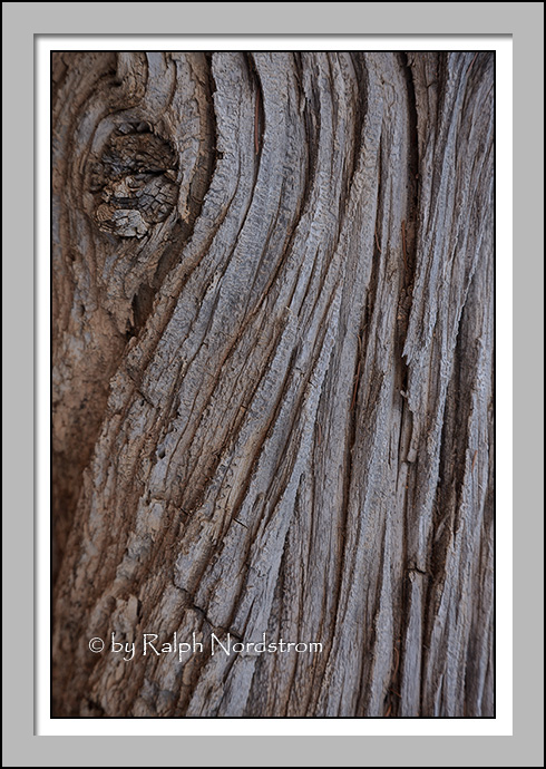 Decayed Log 1