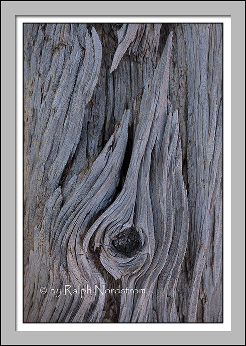 Decayed Log 2, Bryce Canyon National Park, Utah