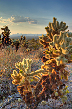 Cholla Garden, Joshua Tree National Park, California
