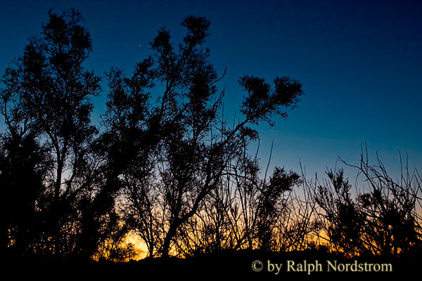 Desert Dawn, Mojave Desert, California