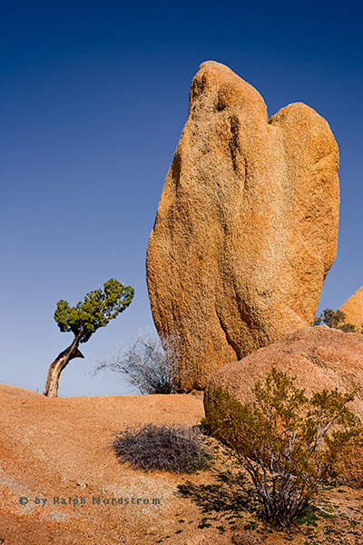 Guardian Angel, Joshua Tree National Park, California