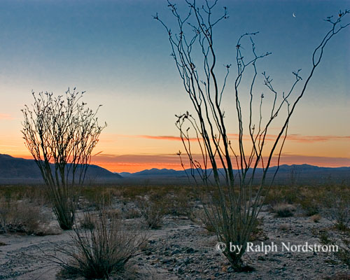 Ocotillo Dawn, Joshua Tree National Park, California