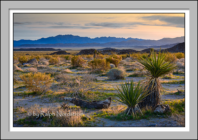 Pinto Basin, Joahua Tree National Park, California
