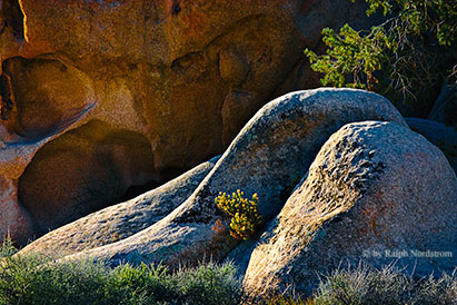Untitled, Joshua Tree National Park, California