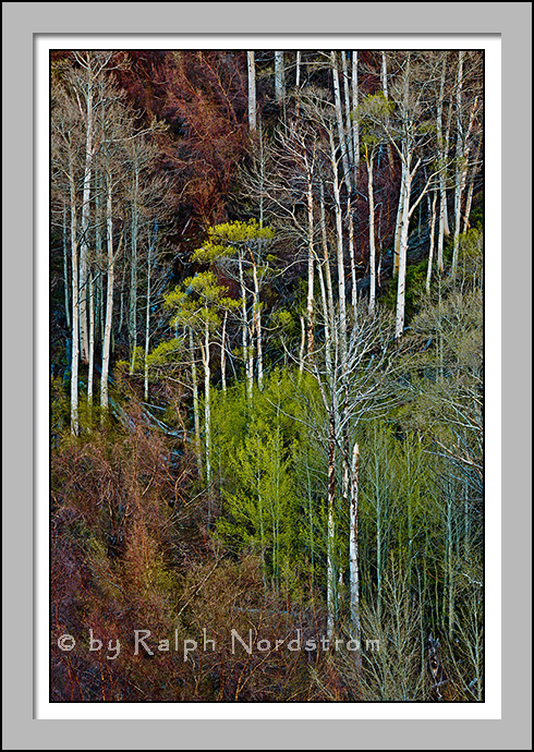 Aspen Spring, Eastern Sierra
