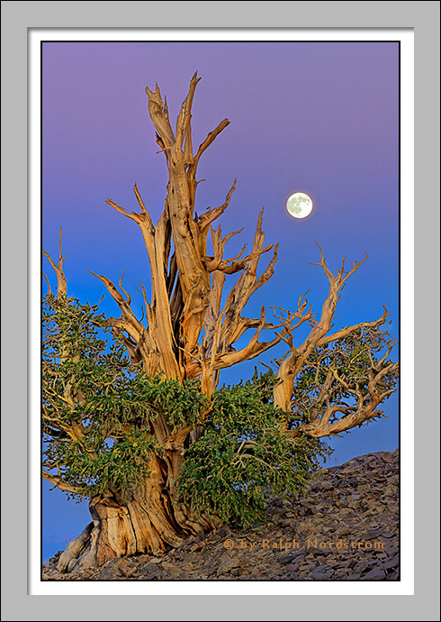 Bristlecone Pine