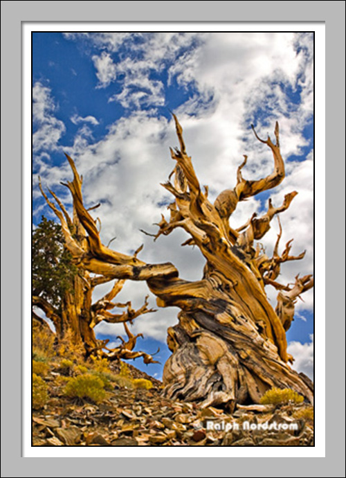 Bristlecone Pine, White Mountains, Eastern Sierra, California