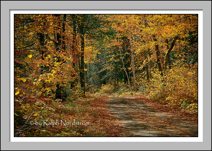 Into the Woods, Lake Superior, Minnesota