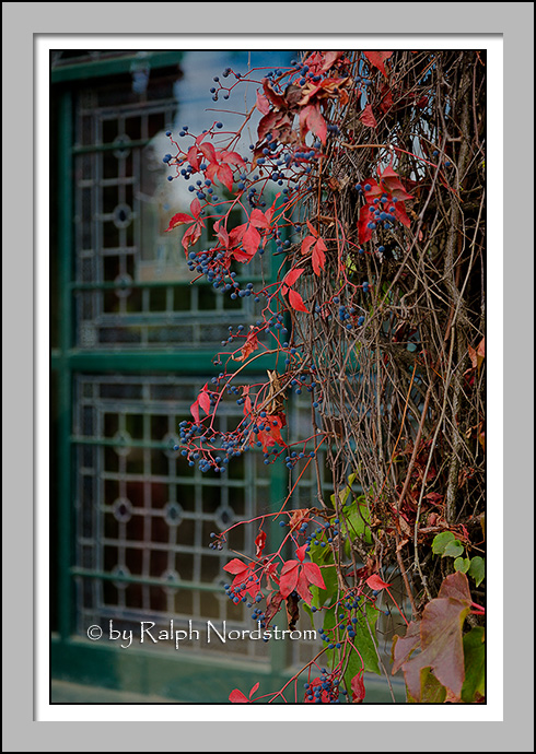 Neibaum-Coppola Vignette, Napa Valley, California