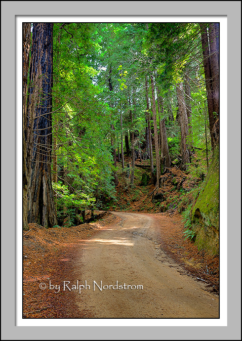 Redwood Grove, Big Siur, California