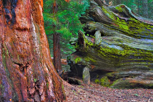 Royal Succession, Sequoia National Park, California