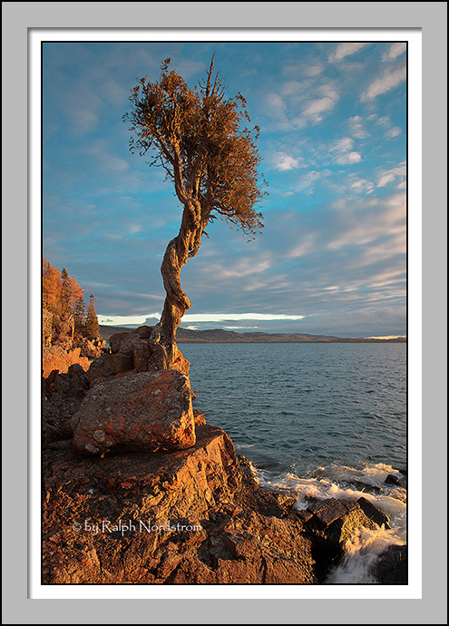 Spirit Tree, Lake Superior. Minnesota