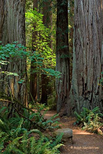 Stout Grove 1, Crescent City, Californika