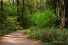 Stout Grove 2, Crescent City, Californika