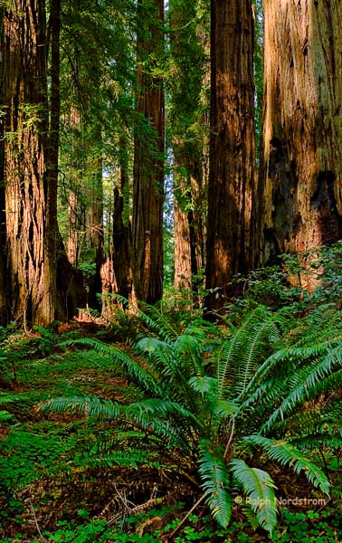 Stout Grove 4, Crescent City, Californika