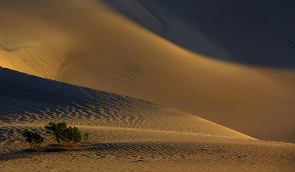 Wind Swept, Mesquite dunes